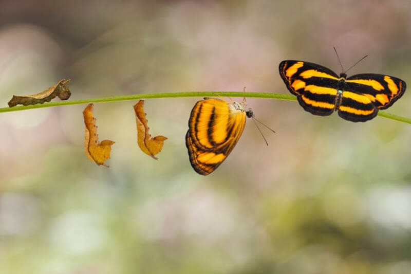 Managing Life's Transitions